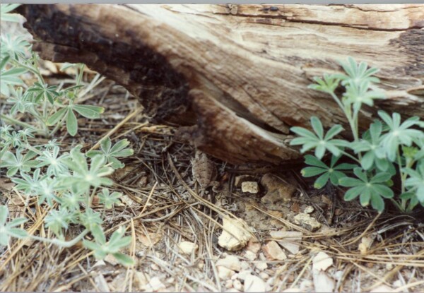 90SouthDakota-north-grand-canyon 04