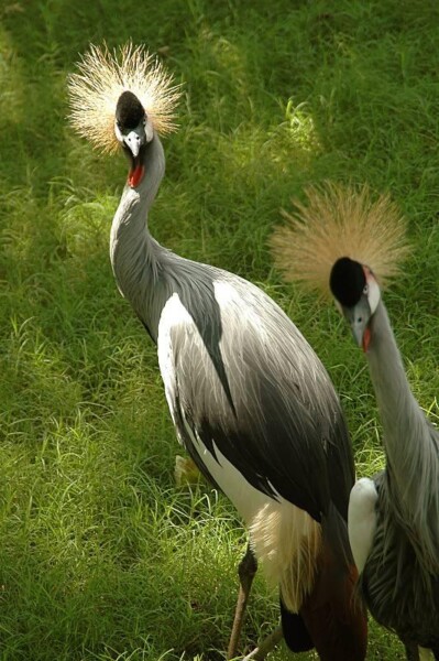 BNEAokcBirdCrown 126