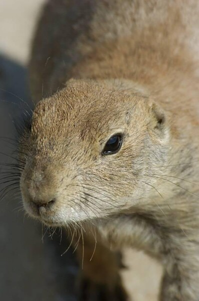 BNEAokcPrarieDog 252