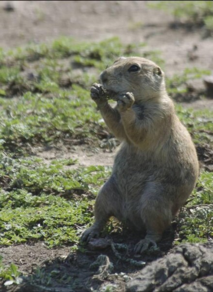 BNEAokcPrarieDog 272