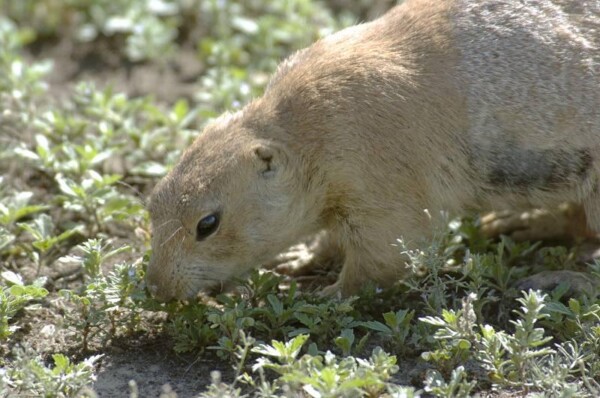 wBNEAokcPrarieDog 264