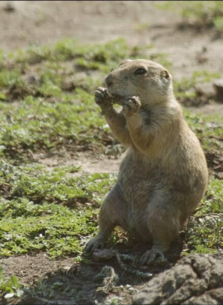 wBNEAokcPrarieDog 272