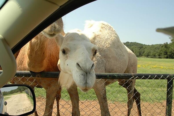 wBNEAokcWhiteCamel 084