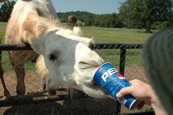 wBNEAokcWhiteCamel 086