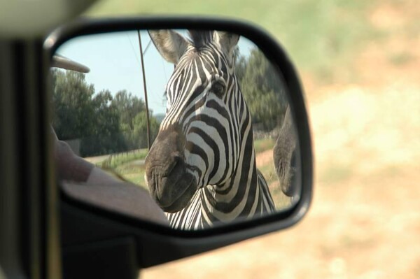 wBNEAokcZebraMirror 075