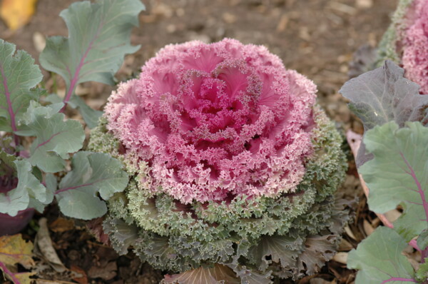 H006houston-Antique-Rose-Emporium 1