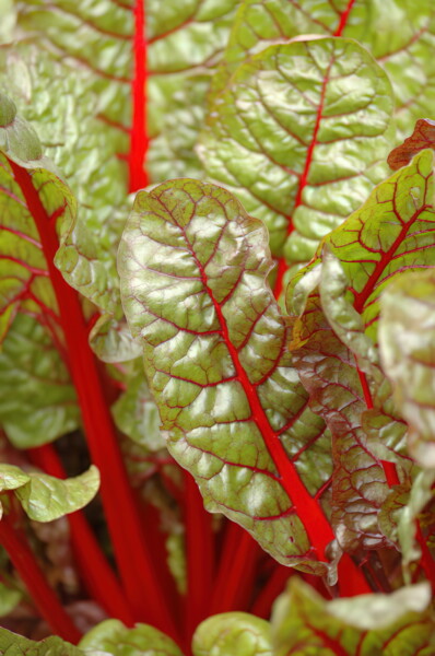 H006houston-Antique-Rose-Emporium 2