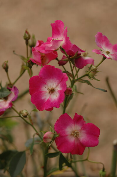 H006houston-Antique-Rose-Emporium 4