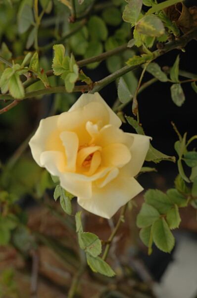 H006houston-Antique-Rose-Emporium 5
