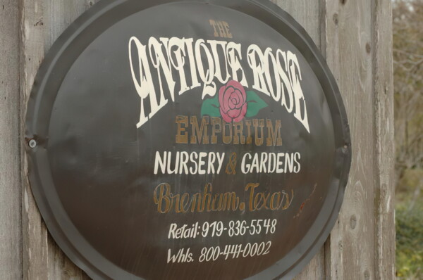 H006houston-Antique-Rose-Emporium 7