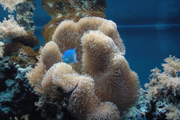 H06houston-Moody-Gardens 2