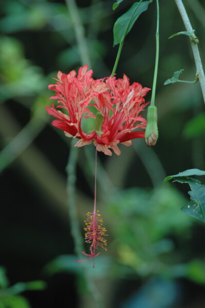 H06houston-Moody-Gardens 3