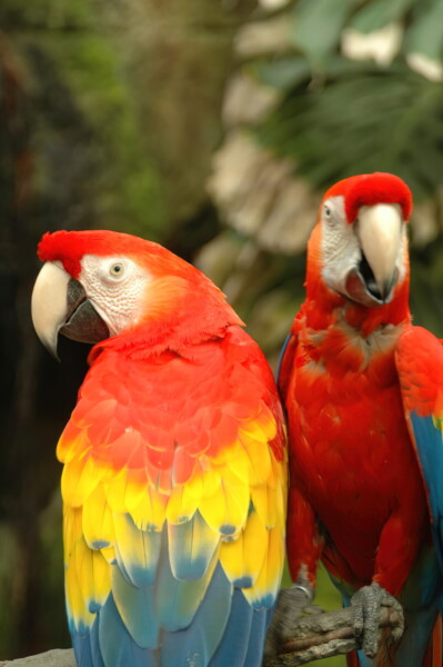 H06houston-Moody-Gardens 5