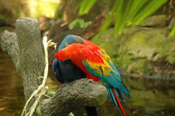 H06houston-Moody-Gardens 6