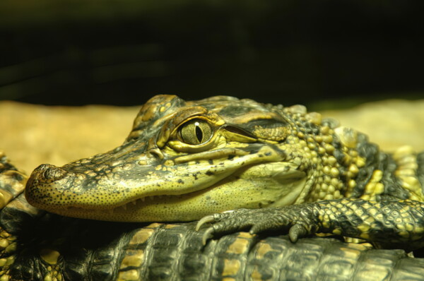 H06huston-Armand-Bayou-Nature-Center 07
