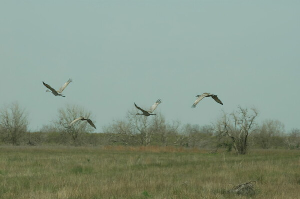 Hw06BNEAhouston0223  032