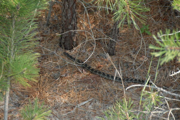 07BNEA baltimore d2 09