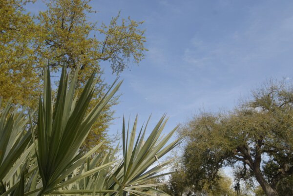 07BNEA FL BokCarillon 19