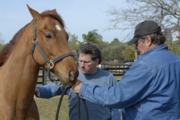 07BNEA FL horsefarm 61