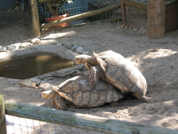 07BNEA FloridaBuschGardens 031