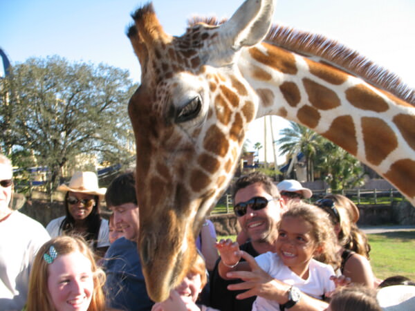 07BNEA FloridaBuschGardens 037
