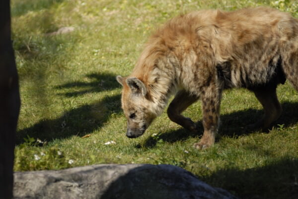 07BNEA FloridaBuschGardens 044