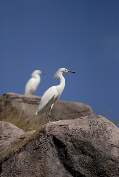 07BNEA FloridaBuschGardens 045