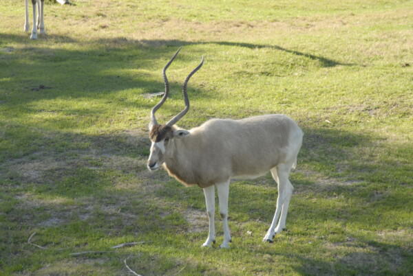 07BNEA FloridaBuschGardens 050
