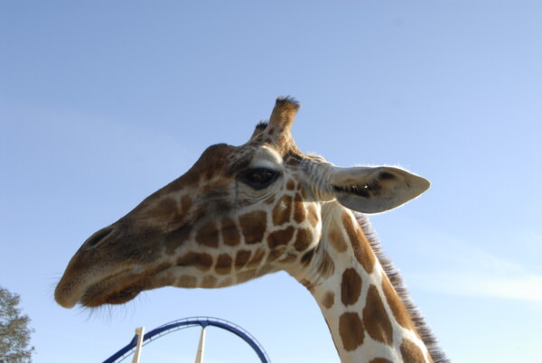 07BNEA FloridaBuschGardens 052