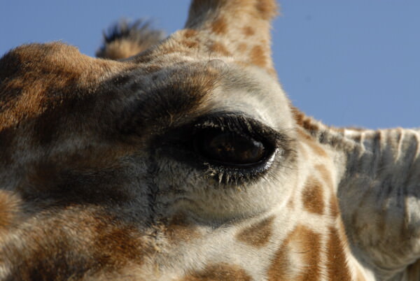 07BNEA FloridaBuschGardens 054