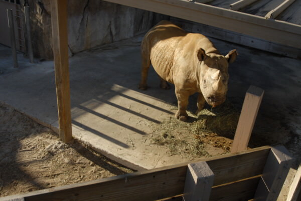 07BNEA FloridaBuschGardens 076