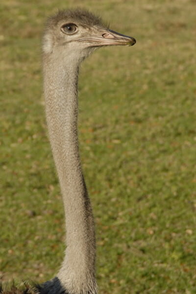 07BNEA FloridaBuschGardens 088