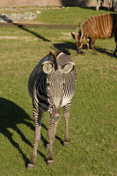 07BNEA FloridaBuschGardens 098