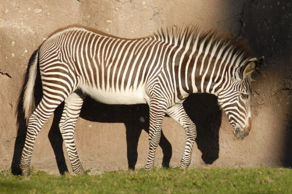 07BNEA FloridaBuschGardens 109