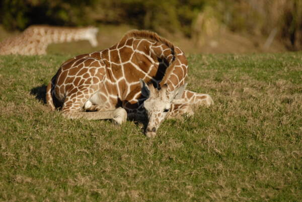 07BNEA FloridaBuschGardens 118