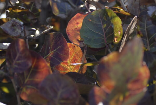 07BNEA FloridaHoneymoonIsland 23