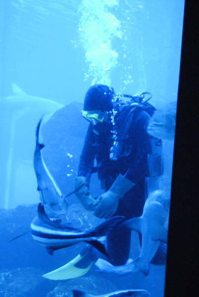07BNEA FloridaTarponSpringsAquarium 08