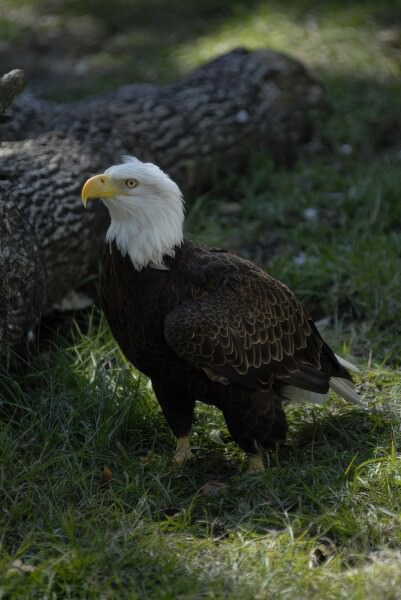 07BNEAhomosassaSprings 13