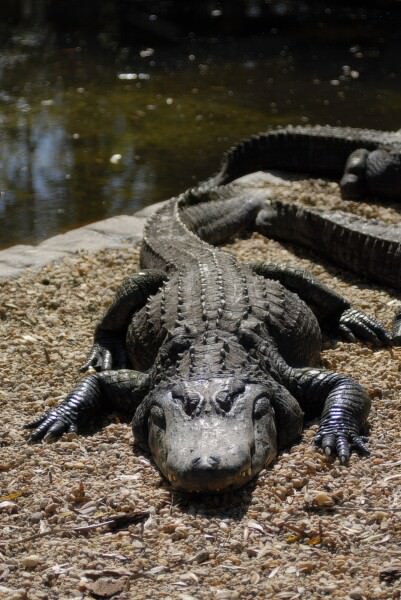 07BNEAhomosassaSprings 42