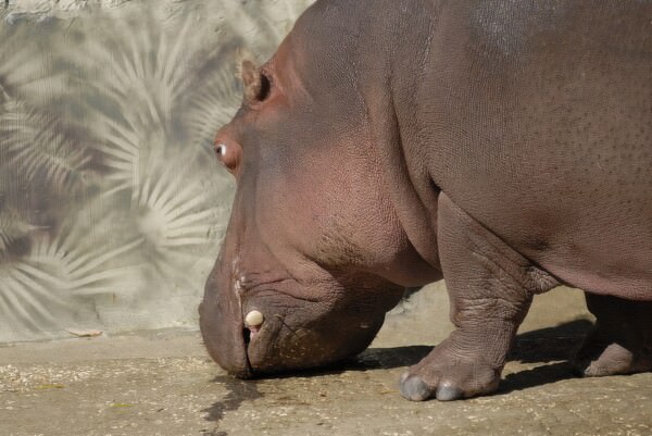 07BNEAhomosassaSprings 71