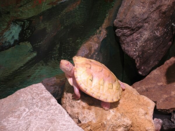 07BNEAhomosassaSprings 75