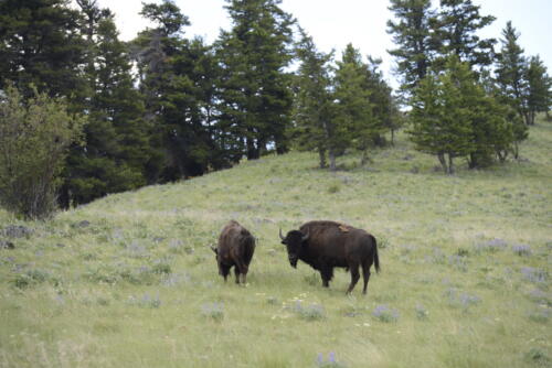 bison 03