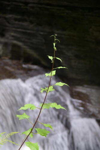 23buffalo-watkins 033