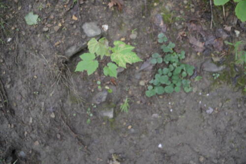 23buffalo-watkins 035