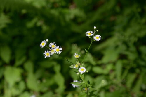 23-buffalo-pine-creek 005