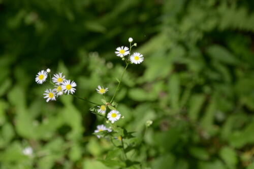 23-buffalo-pine-creek 006