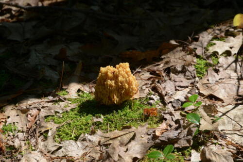 23-buffalo-pine-creek 008