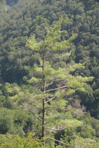 23-buffalo-pine-creek 010