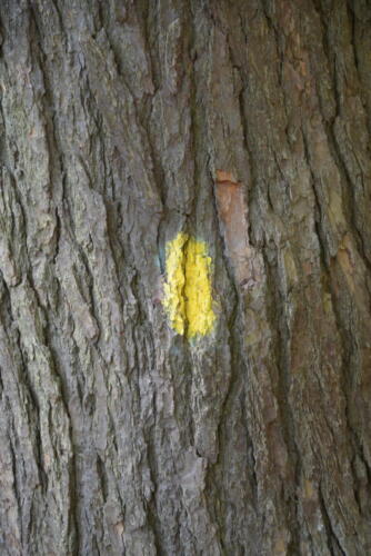 23-buffalo-pine-creek 012