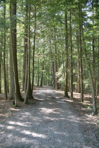 23-buffalo-pine-creek 013